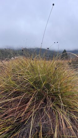 Buttongrass on a cloudy day Launceston to Cradle Mountain 6:30am